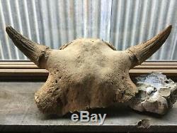 bison buffalo badlands fossil bull skull solid head big