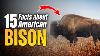 15 Facts About American Bison Buffalo