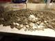 150 Buffalo Nickels All Full Readable Dates Yes Mints in There #6