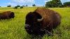 2 500 Lbs Buffalo Black Kettle Buffalo Ranch