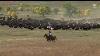 2023 Custer State Park Buffalo Roundup Live Stream Sdpb