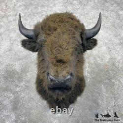 #24412 E Reproduction Bison Taxidermy Shoulder Mount For Sale