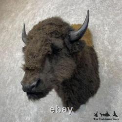 #24412 E Reproduction Bison Taxidermy Shoulder Mount For Sale