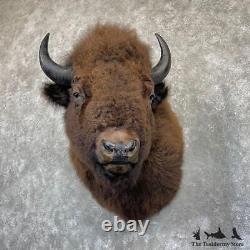 #26478 EL XXL American Buffalo Bison Taxidermy Shoulder Mount For Sale