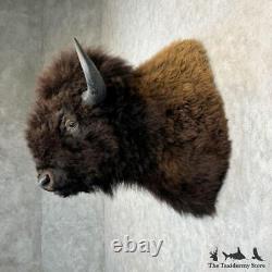 #29193 P American Buffalo Bison Taxidermy Shoulder Mount For Sale