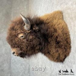 #29194 P American Buffalo Bison Taxidermy Shoulder Mount For Sale