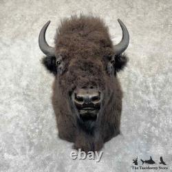 #31848 EL XL American Buffalo Bison Taxidermy Shoulder Mount For Sale