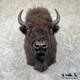 #31848 EL XL American Buffalo Bison Taxidermy Shoulder Mount For Sale