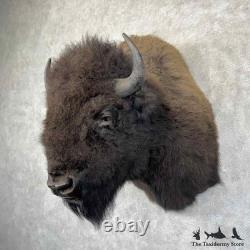 #31848 EL XL American Buffalo Bison Taxidermy Shoulder Mount For Sale