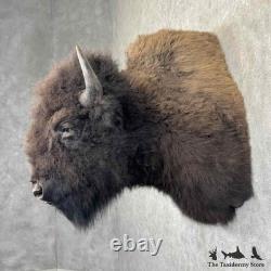 #31848 EL XL American Buffalo Bison Taxidermy Shoulder Mount For Sale