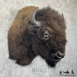 #31848 EL XL American Buffalo Bison Taxidermy Shoulder Mount For Sale