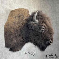 #31848 EL XL American Buffalo Bison Taxidermy Shoulder Mount For Sale