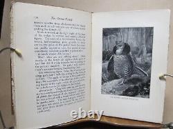 4 American Sportsman Books Game Birds, Deer, Waterfowl & Musk-Ox Bison 1902-04