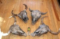 4 Bull Bison Buffalo Skull European Mount Taxidermy Western Decor Bone Horn