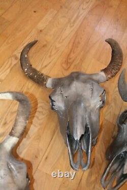 4 Bull Bison Buffalo Skull European Mount Taxidermy Western Decor Bone Horn
