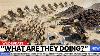 5 000 Bison Were Released Into A Texas Desert Years Later Their Jaws Dropped To The Floor
