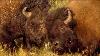 6 Incredible Bison Battles That Will Give You Chills