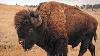 A Celebration Of Heritage Native Americans Bison U0026 The Great Plains