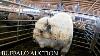 A White Buffalo Behind The Scenes Of A Bison Auction Sights And Sounds Only