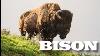 All About American Bison Aka Buffalo For Kids Animal Videos For Children Freeschool