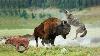 Amazing Bison Save Baby From Wolf Hunting Buffalo Bison Vs Wolf Aniamals Save Another Animals