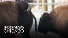 America At 250 Bison Return To Illinois For First Time In Two Centuries