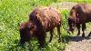 American Bison American Buffalo Or Simply Buffalo You Decide Happy Echo Ranch