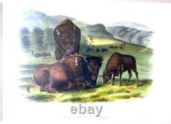 American Bison Audubon 1st Edition 1850 Hand Colored Octavo Litho J. T. Bowen