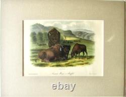 American Bison Audubon 1st Edition 1850 Hand Colored Octavo Litho J. T. Bowen