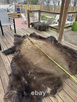 American Bison Buffalo Skin 77+ wide by 91 length