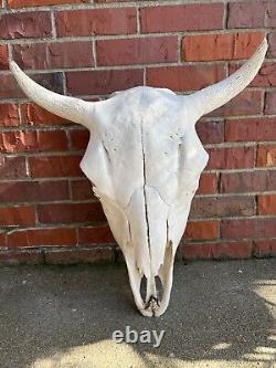 American Bison (Buffalo) Skull Horns Without Caps