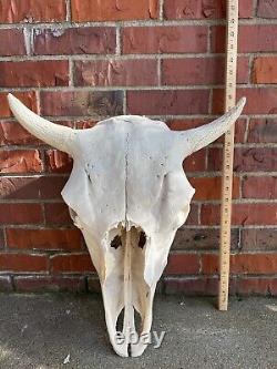 American Bison (Buffalo) Skull Horns Without Caps
