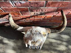 American Bison (Buffalo) Skull Horns with Caps