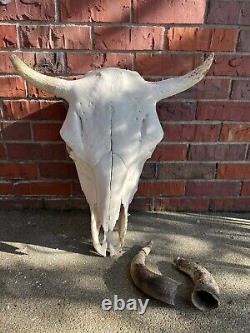 American Bison (Buffalo) Skull Horns with Caps