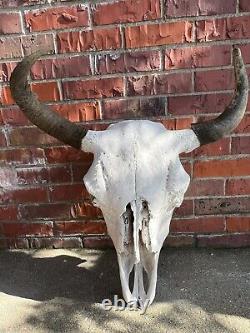 American Bison (Buffalo) Skull Horns with caps