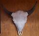 American Bison (Buffalo) Skull with Horn Caps