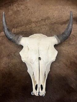 American Bison (Buffalo) Skull with Horn Caps Free Shipping