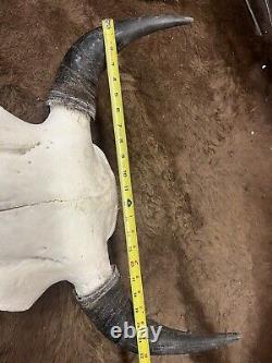 American Bison (Buffalo) Skull with Horn Caps Free Shipping