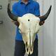 American Bison/Buffalo Skull with a 21 inch wide horn spread # 41695