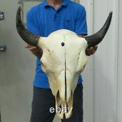 American Bison/Buffalo Skull with a 21 inch wide horn spread # 41695