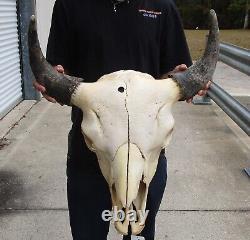 American Bison/Buffalo Skull with a 22 inch wide horn spread # 49991