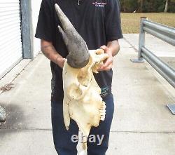 American Bison/Buffalo Skull with a 22 inch wide horn spread # 49991