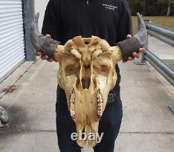 American Bison/Buffalo Skull with a 22 inch wide horn spread # 49991