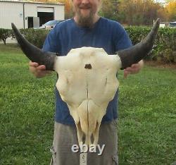 American Bison/Buffalo Skull with a 23-1/2 inch wide horn spread # 42117