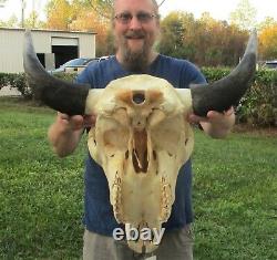 American Bison/Buffalo Skull with a 23-1/2 inch wide horn spread # 42117