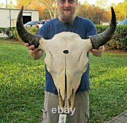 American Bison/Buffalo Skull with a 23-1/2 inch wide horn spread # 42119