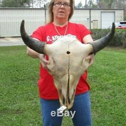 American Bison/Buffalo Skull with a 23 inch wide horn spread # 39430