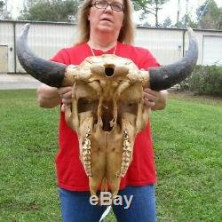 American Bison/Buffalo Skull with a 23 inch wide horn spread # 39430