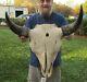 American Bison/Buffalo Skull with a 23 inch wide horn spread # 42114