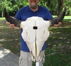 American Bison/Buffalo Skull with a 24-1/2 inch wide horn spread # 45917